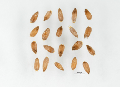 APII jpeg image of Rytidosperma pallidum  © contact APII