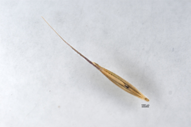 APII jpeg image of Anthosachne scabra  © contact APII