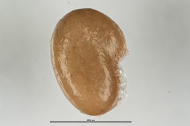 APII jpeg image of Gompholobium huegelii  © contact APII