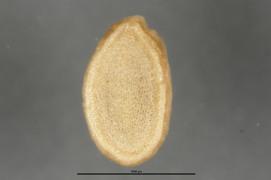 APII jpeg image of Goodenia hederacea  © contact APII