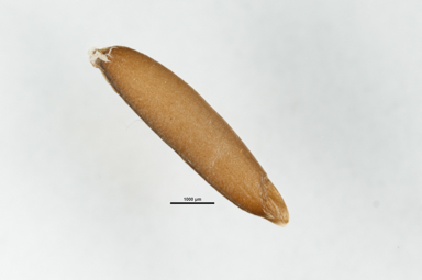 APII jpeg image of Microlaena stipoides var. stipoides  © contact APII