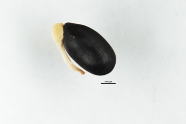 APII jpeg image of Acacia dealbata  © contact APII