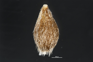 APII jpeg image of Craspedia crocata  © contact APII