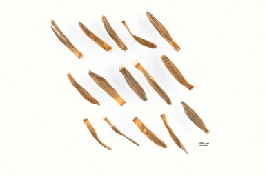 APII jpeg image of Celmisia pulchella  © contact APII