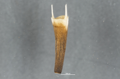 APII jpeg image of Ammobium craspedioides  © contact APII