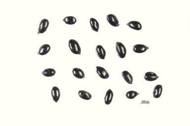 APII jpeg image of Astelia alpina var. novae-hollandiae  © contact APII