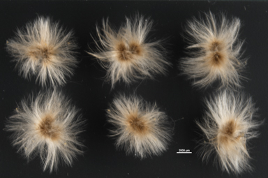 APII jpeg image of Gossypium bickii  © contact APII