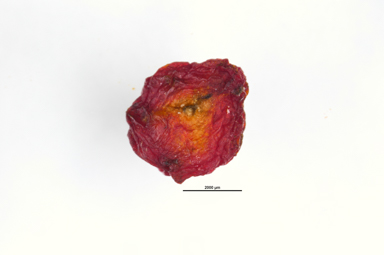 APII jpeg image of Enchylaena tomentosa  © contact APII