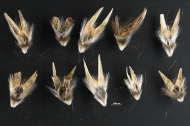 APII jpeg image of Austrodanthonia  © contact APII