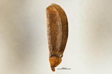 APII jpeg image of Oschatzia cuneifolia  © contact APII