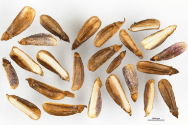 APII jpeg image of Oschatzia cuneifolia  © contact APII