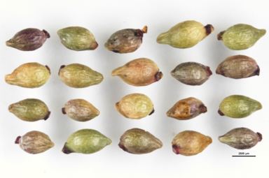 APII jpeg image of Podocarpus lawrencei  © contact APII