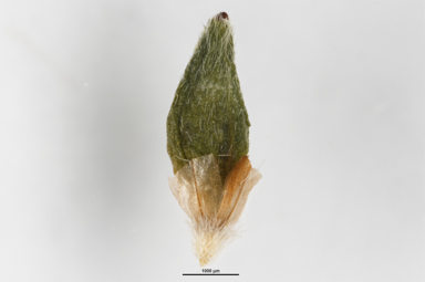 APII jpeg image of Pimelea alpina  © contact APII