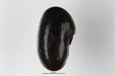 APII jpeg image of Podolobium alpestre  © contact APII