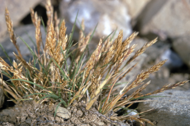 APII jpeg image of Agrostis muelleriana  © contact APII