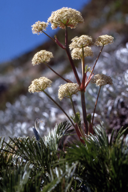 APII jpeg image of Aciphylla glacialis  © contact APII