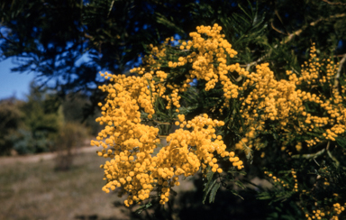 APII jpeg image of Acacia baileyana  © contact APII