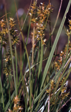 APII jpeg image of Carex echinata  © contact APII