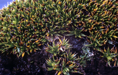 APII jpeg image of Colobanthus pulvinatus  © contact APII