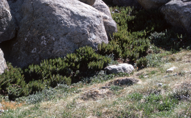 APII jpeg image of Polystichum proliferum  © contact APII