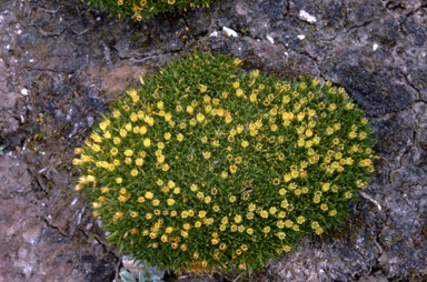 APII jpeg image of Colobanthus nivicola  © contact APII