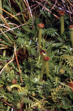 APII jpeg image of Cotula alpina  © contact APII