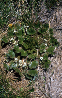 APII jpeg image of Dichosciadium ranunculaceum var. ranunculaceum  © contact APII