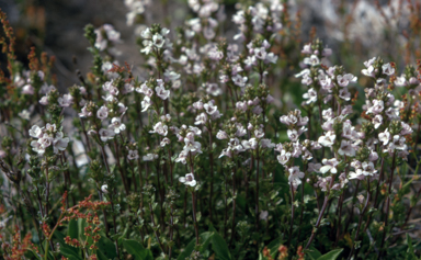 APII jpeg image of Euphrasia glacialis  © contact APII