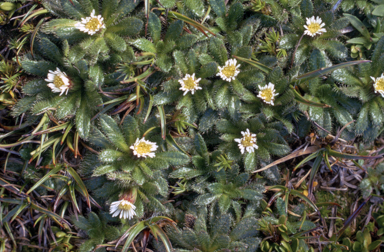 APII jpeg image of Erigeron setosus  © contact APII