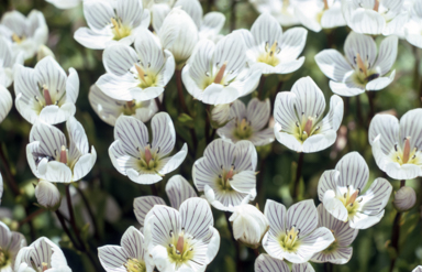 APII jpeg image of Chionogentias muelleriana subsp. alpestris  © contact APII