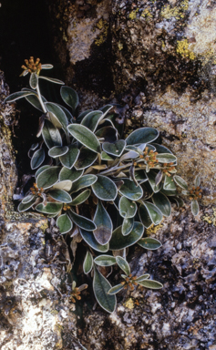 APII jpeg image of Gnaphalium umbricola  © contact APII