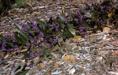 APII jpeg image of Hardenbergia violacea  © contact APII