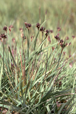 APII jpeg image of Juncus falcatus  © contact APII