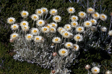 APII jpeg image of Leucochrysum alpinum  © contact APII