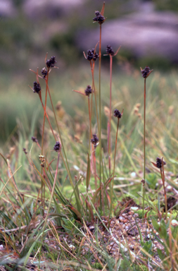 APII jpeg image of Luzula australasica  © contact APII