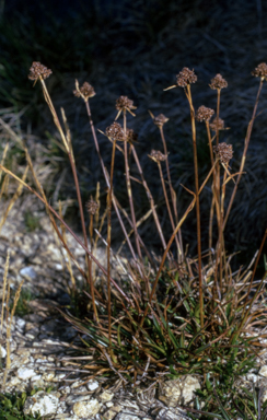 APII jpeg image of Luzula australasica subsp. australasica  © contact APII