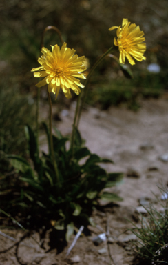 APII jpeg image of Microseris lanceolata  © contact APII