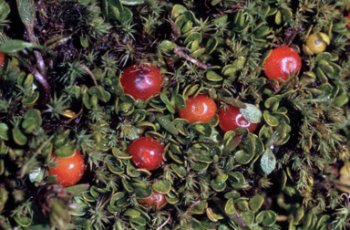 APII jpeg image of Nertera granadensis  © contact APII