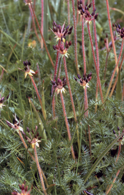 APII jpeg image of Oreomyrrhis ciliata  © contact APII