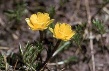 APII jpeg image of Ranunculus gunnianus  © contact APII