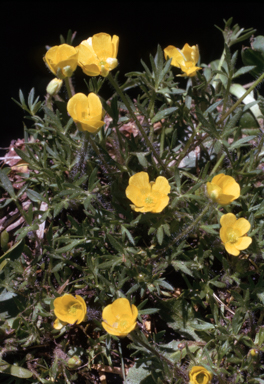 APII jpeg image of Ranunculus niphophilus  © contact APII