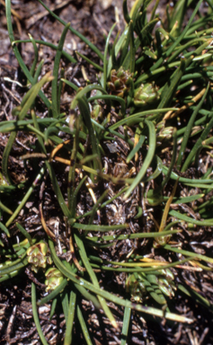 APII jpeg image of Isolepis montivaga  © contact APII