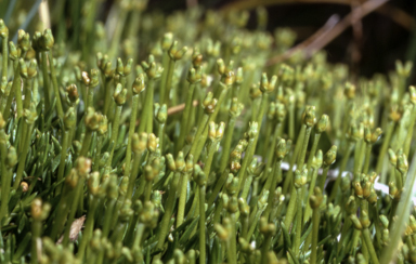 APII jpeg image of Scleranthus biflorus  © contact APII