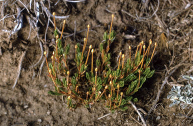 APII jpeg image of Scleranthus singulifloris  © contact APII