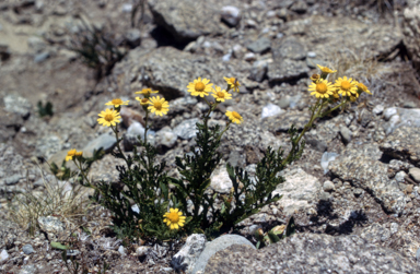 APII jpeg image of Senecio lautus  © contact APII
