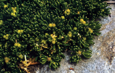 APII jpeg image of Stackhousia pulvinaris  © contact APII