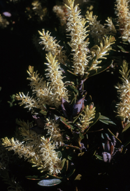 APII jpeg image of Orites lancifolia  © contact APII