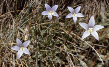 APII jpeg image of Wahlenbergia ceracea  © contact APII