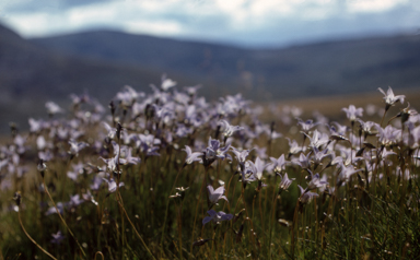 APII jpeg image of Wahlenbergia ceracea  © contact APII