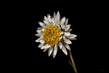 APII jpeg image of Helichrysum calvertianum  © contact APII